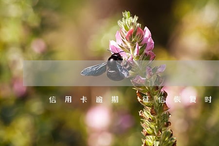 信用卡逾期 征信恢复时间